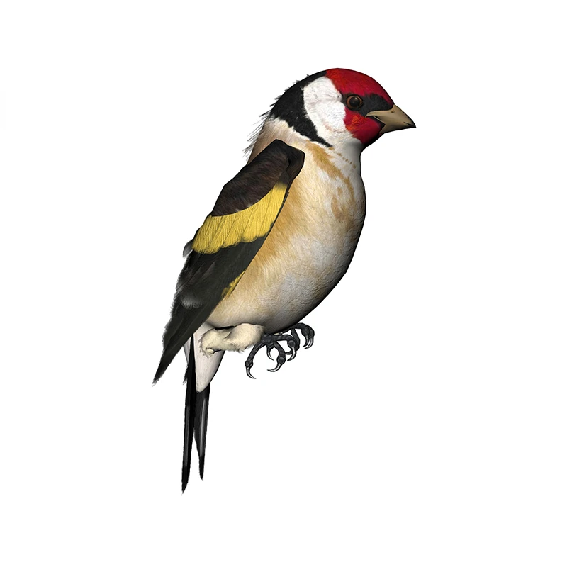 Weight Plate Bumper - Tinsel Finches araba çıkartmaları için yeni